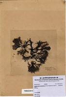 藏品(苔狀雞毛藻)的圖片